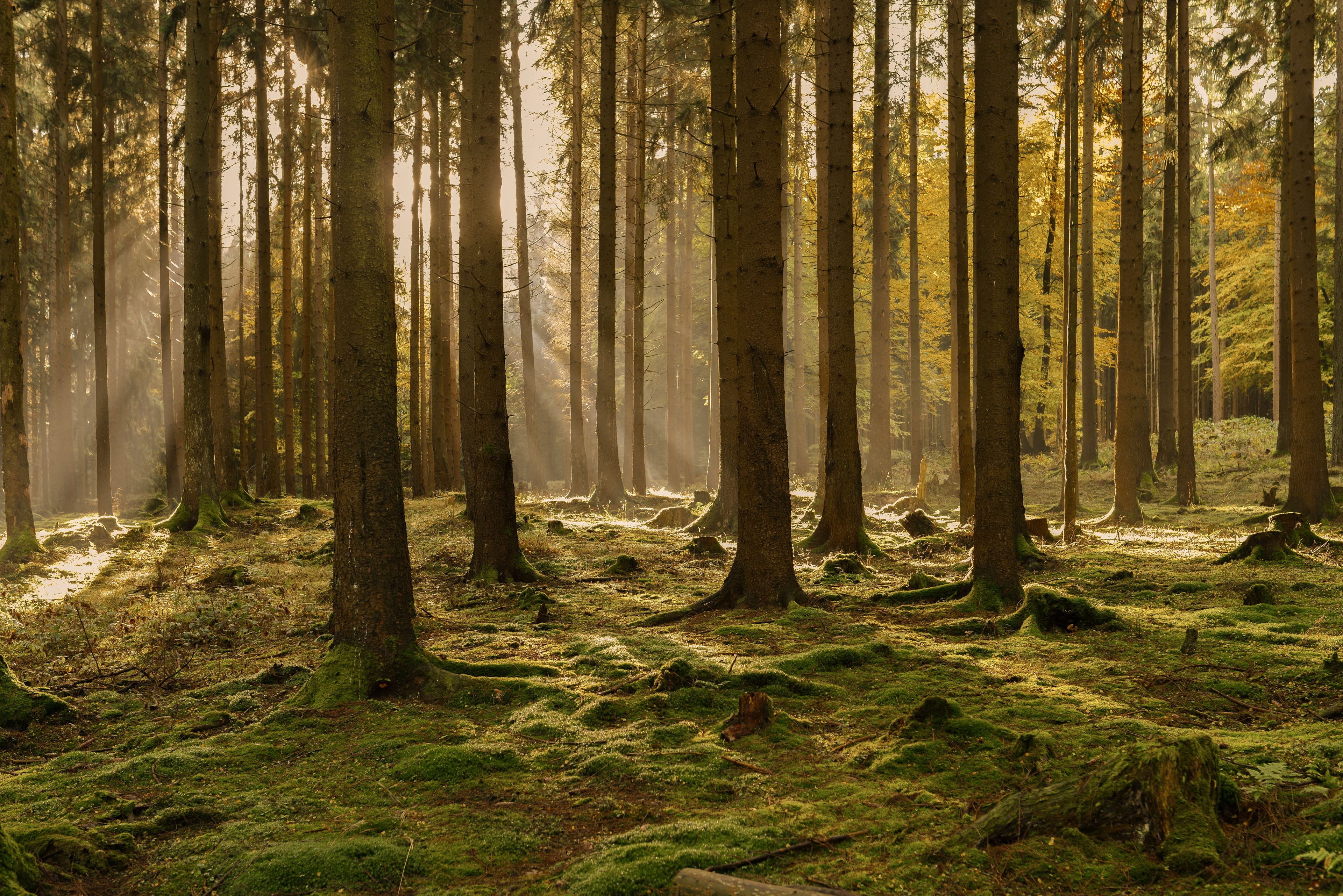 FSC-certified forest